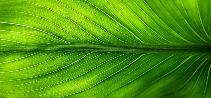 Eco-friendly gifting
