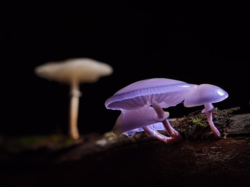 Colorful Slime